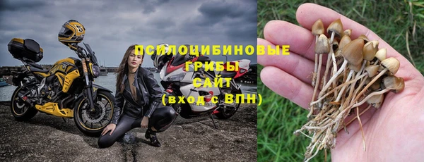 прущие грибы Бородино